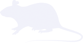 Rat